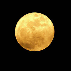 Detailed Image Of Yellow Moon On A by Diane Labombarbe