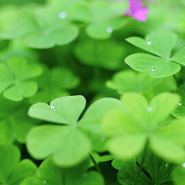 Dew Drops In Clover Field In Provence by Alexandre Fp