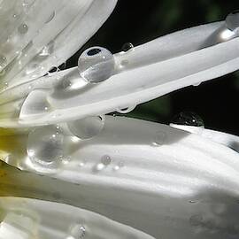 Dew Drops on a Shasta Daisy 