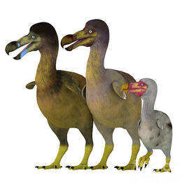 Dodo Bird Family by Corey Ford