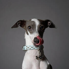 Dog Licking His Nose by Chris Amaral