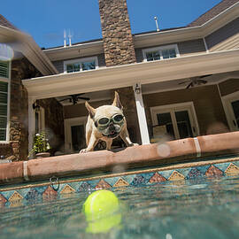 Dog Wearing Goggles Looking Into Pool, House In Background, Berkeley Heights, New Jersey, Usa by Kathy Cacicedo