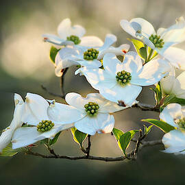 Radiant Dogwoods by Marilyn DeBlock