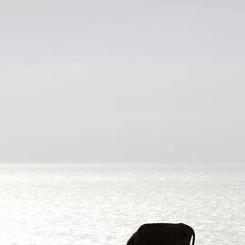 Donkey Silhouetted By Light Of Setting by Ed Darack
