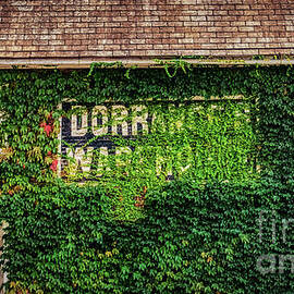 Dorrance Warehouse Ivy by Janice Pariza