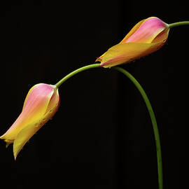 Double Tulips Double Pleasure by Alinna Lee