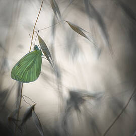Douce Nuit by Sebastien Blomme