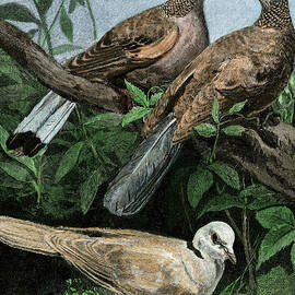 Doves And Rowing Pigeon by American School