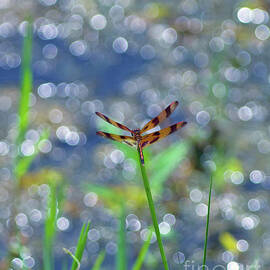 Dragonfly On Grass by Stephen Whalen