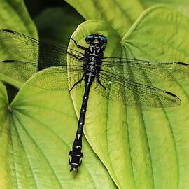 Dragonfly on Heart-shaped Leaves by Marlin and Laura Hum