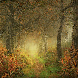 Dream Forest by Saskia Dingemans