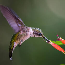 Drinking Nectar by Ti Wang