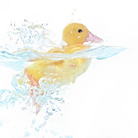 Ducks 001 by Andrea Mascitti Puppies
