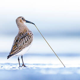 Dunlin Tugging On A Worm On The Shore, Poland. by Mateusz Piesiak / Naturepl.com
