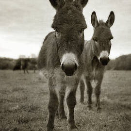 Duo by Wiff Harmer
