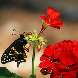 Eastern Black Swallowtail on Geranium by Marilyn DeBlock