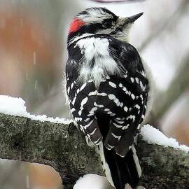 Eastern Downy Woodpecker in the Snow by Linda Stern