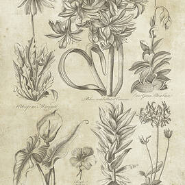 Eden Antique Bookplate I by Wild Apple Portfolio