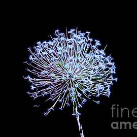 Electrified Allium by Karen Silvestri