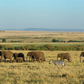 Elephant Herd And Zebra Walking Across by Gomezdavid