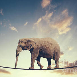 Elephant walking on a line on the sky background. by Michal Bednarek