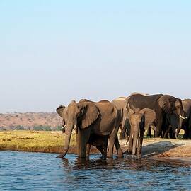Elephants Drinking Water by Jacana Stock