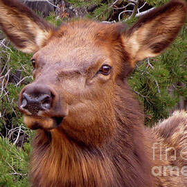 Elk Calf by Mary Mikawoz