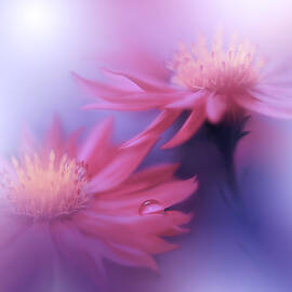 Endless Love.. by Juliana Nan