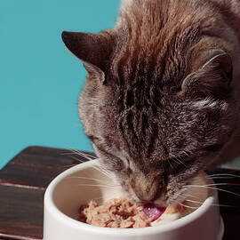  Enjoying a Meal by Julia Ramiro