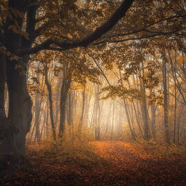 Entwined Forever by Thomas De Franzoni