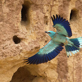 European Roller - Coracias Garrulus by Dorit Bar-zakay