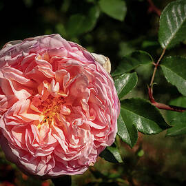 Evelyn Rose by Jean Noren