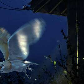 Evening Ghost - Barn Owl by Aaron Blaise