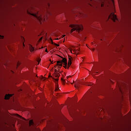 Exploding Red Rose, Fragments Flying by Jonathan Knowles