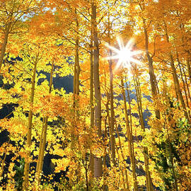 Fall Aspen Color In Colorado by Missing35mm
