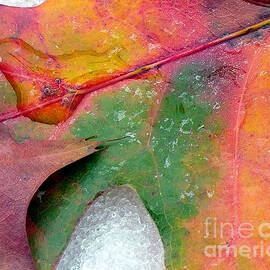 Fall Color and Snow by Amy Dundon