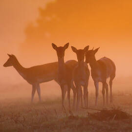 Fallow Deer At Dawn, Autumn In Richmond by © Chaitanya Deshpande