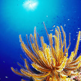 Feather Star by Ken Usami