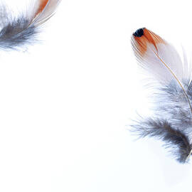 Feathers Floating In The Wind by Peter Dazeley