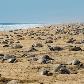 Female Olive Ridley Turtles Nesting On Beach In Large