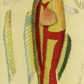 Fishes Xiii by Frederick Mccoy