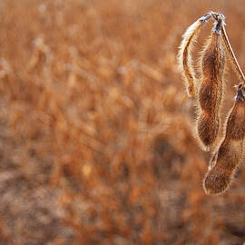 Fisheye View Of A Soy Bean Plant by Jerry Driendl