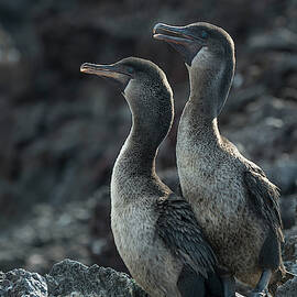 Flightless Cormorant, Fernandina Island, Galapagos by Tui De Roy / Naturepl.com