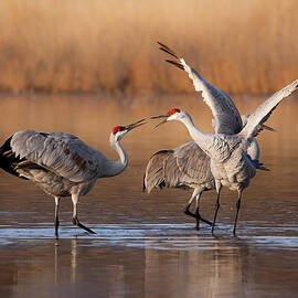 Flirt Or Quarrel by Mike He