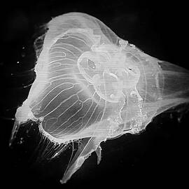 Floating Jellyfish 2 by Saskia Dingemans