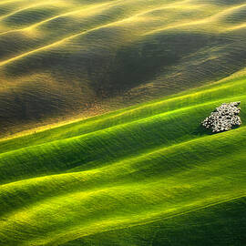 Flock Of Sheep... by Krzysztof Browko