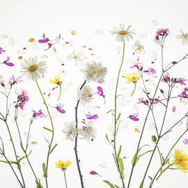 Flower Explosion by Vladi Garcia