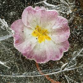 Flower In Ice by Lando Pescatori