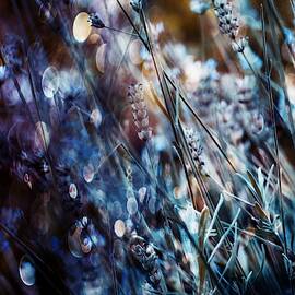 Flowers, Bubbles & Dreams by Delphine Devos