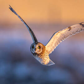 Flying In The Golden Light by Donald Luo